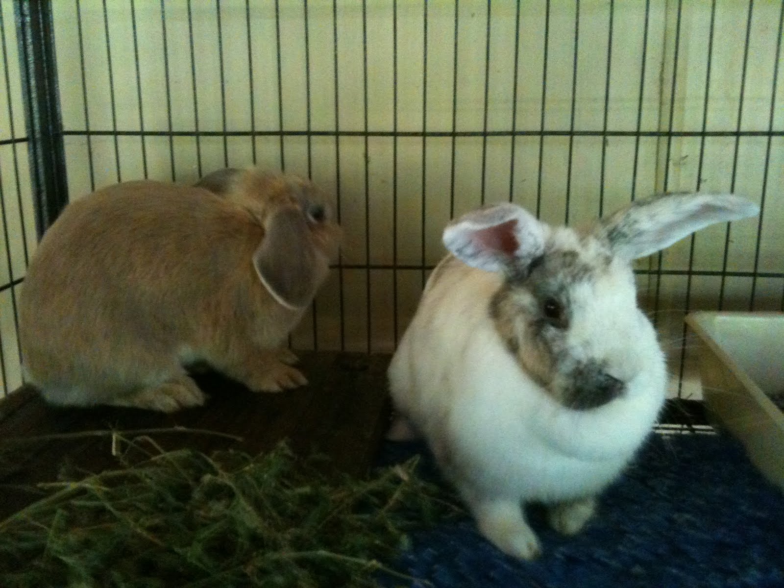4 Sydney homeless rabbits made it to the Rabbit Sanctuary in northern